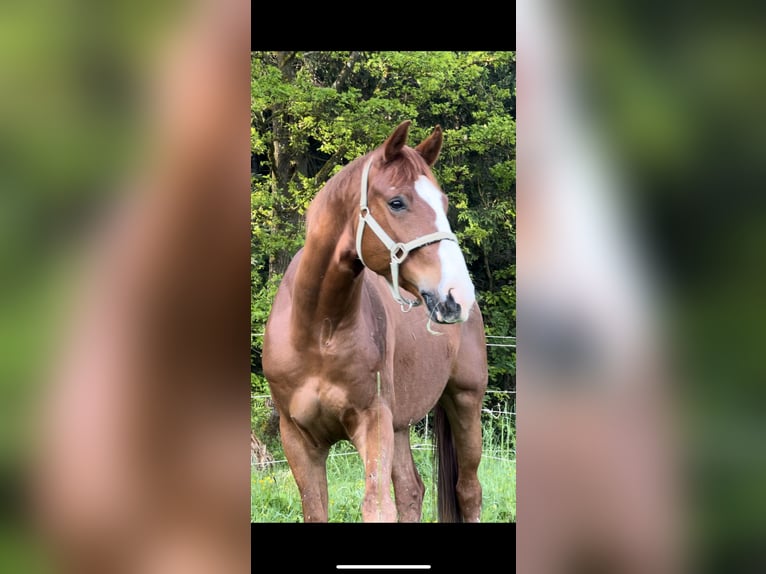 Oldenburg Gelding 6 years 16,1 hh Chestnut-Red in Erharting