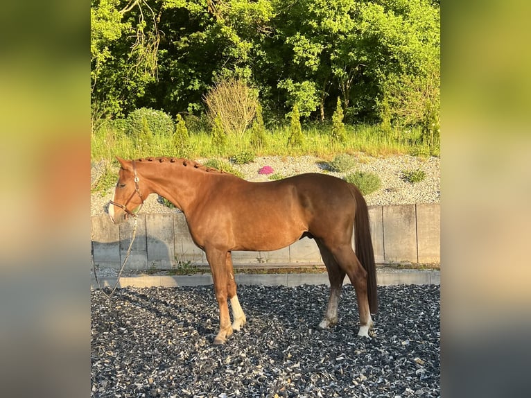 Oldenburg Gelding 6 years 16,1 hh Chestnut-Red in Erharting