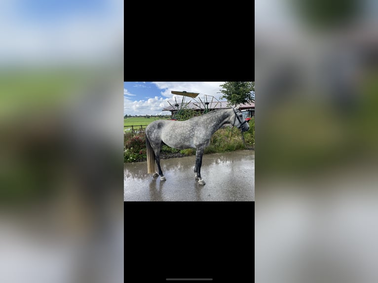 Oldenburg Gelding 6 years 16,1 hh Grey-Dapple in Wilhelmsdorf