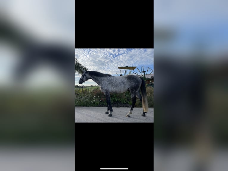 Oldenburg Gelding 6 years 16,1 hh Grey-Dapple in Wilhelmsdorf