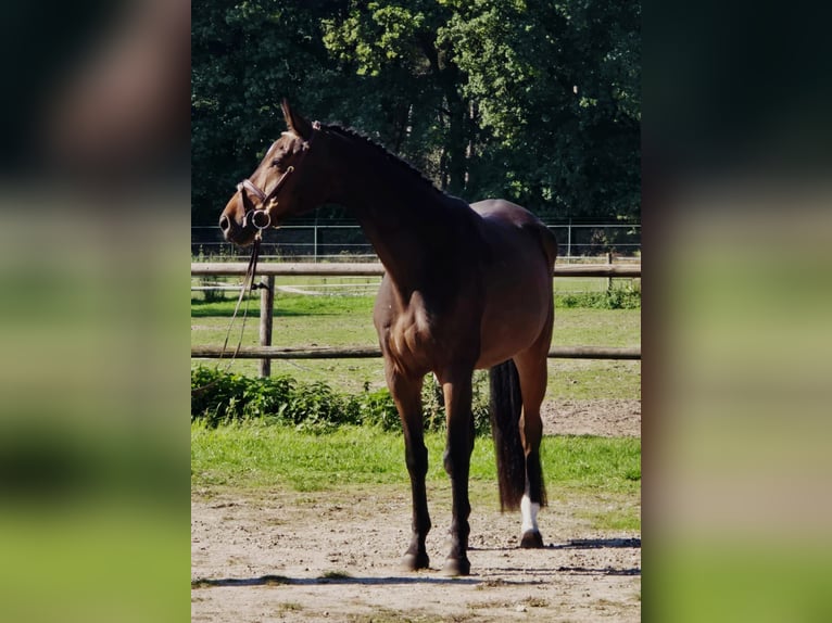 Oldenburg Gelding 6 years 16,1 hh in Someren