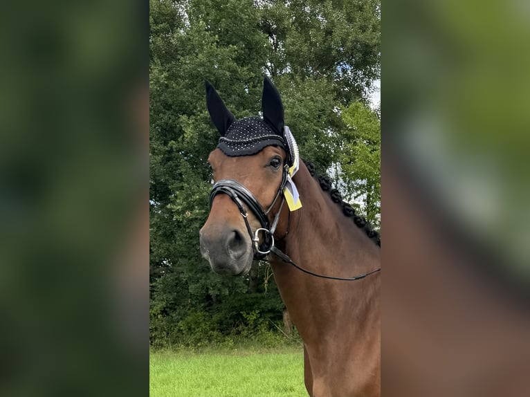 Oldenburg Gelding 6 years 16,2 hh Bay-Dark in Friedberg (Hessen)