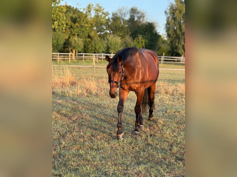 Oldenburg Gelding 6 years 16,2 hh Bay-Dark in Friedberg (Hessen)