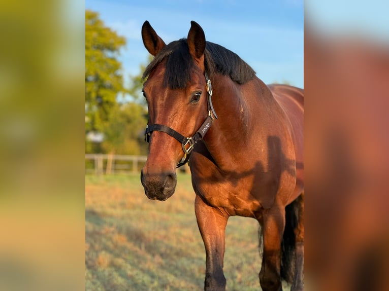 Oldenburg Gelding 6 years 16,2 hh Bay-Dark in Friedberg (Hessen)