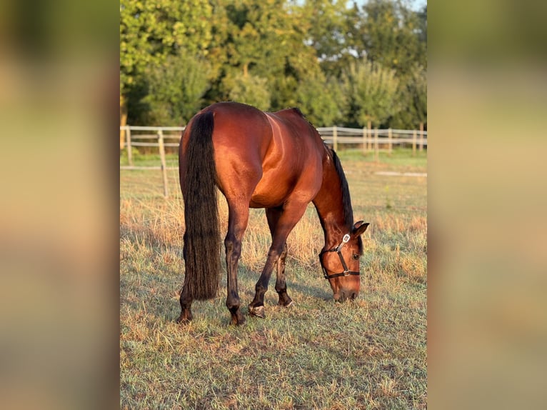 Oldenburg Gelding 6 years 16,2 hh Bay-Dark in Friedberg (Hessen)