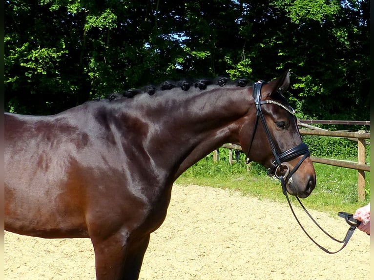 Oldenburg Gelding 6 years 16,2 hh Bay-Dark in Drantum