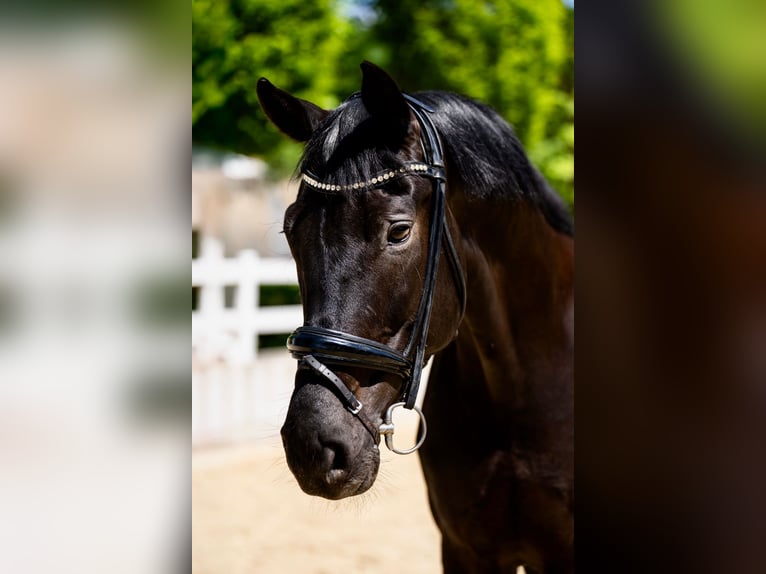 Oldenburg Gelding 6 years 16,2 hh Black in Buch am Erlbach