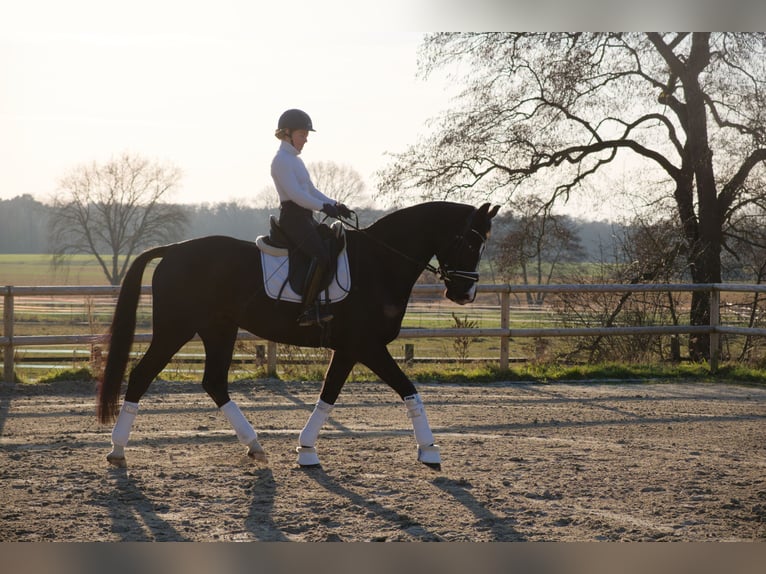 Oldenburg Gelding 6 years 16,2 hh Black in Wedemark