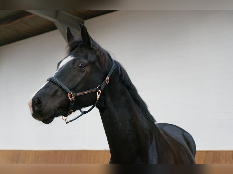 Oldenburg Gelding 6 years 16,2 hh Black in Wedemark