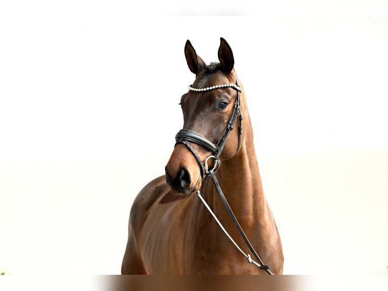 Oldenburg Gelding 6 years 16,2 hh Brown in Lüdinghausen