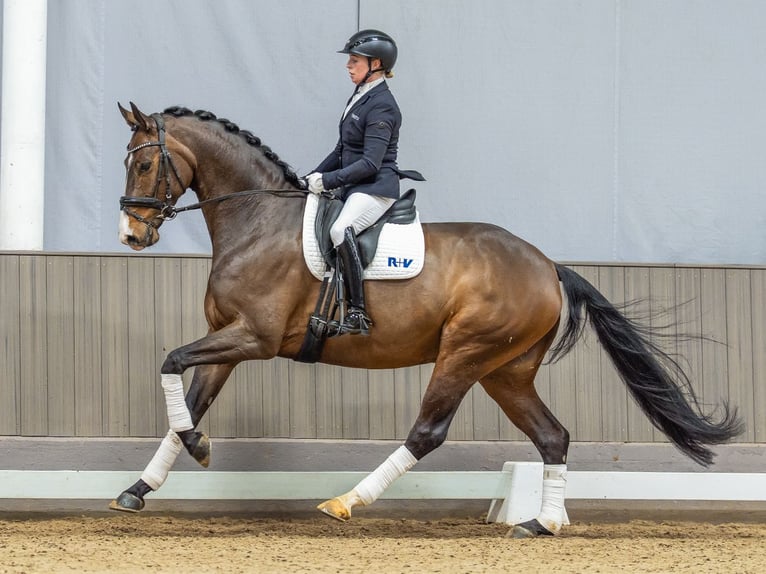 Oldenburg Gelding 6 years 16,2 hh Brown in Münster-Handorf