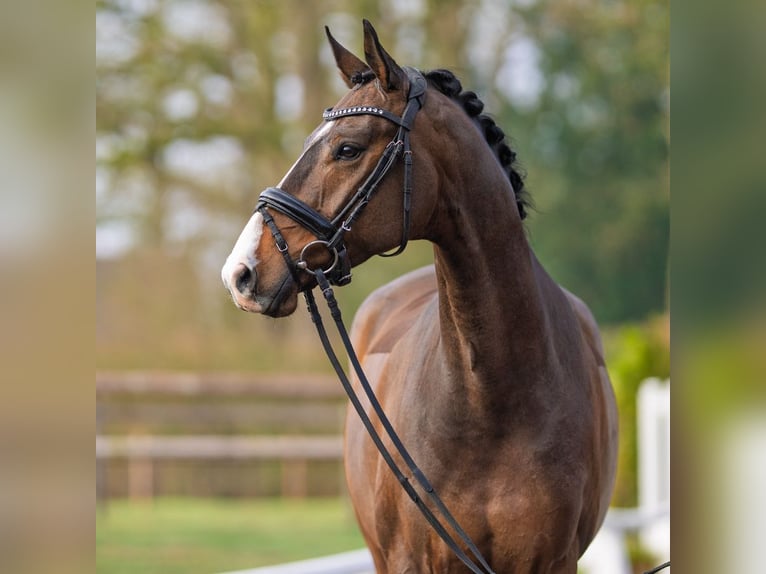Oldenburg Gelding 6 years 16,2 hh Brown in Münster-Handorf