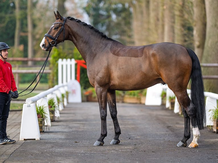 Oldenburg Gelding 6 years 16,2 hh Brown in Münster-Handorf