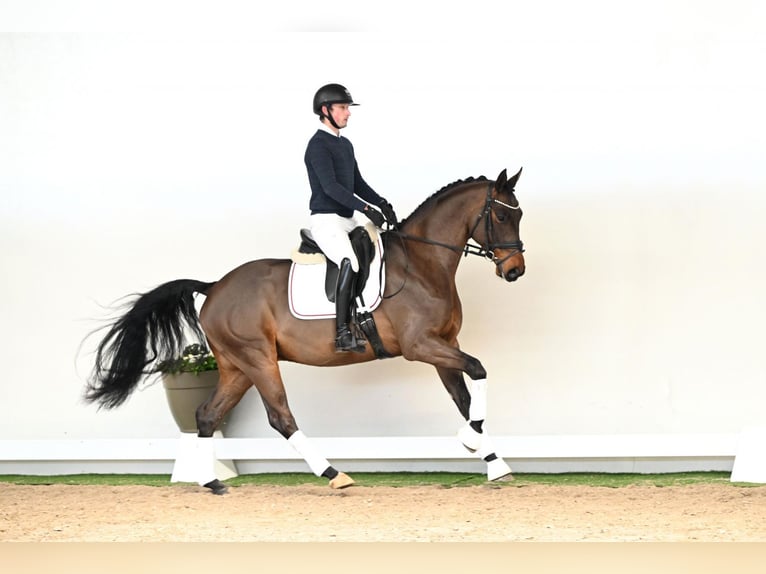 Oldenburg Gelding 6 years 16,2 hh Brown in Saerbeck