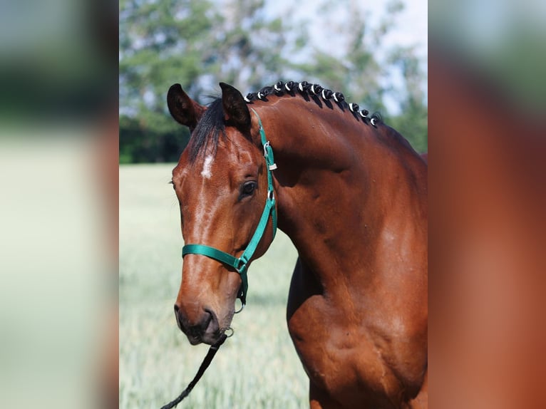 Oldenburg Gelding 6 years 16,2 hh Brown in B&#xE9;k&#xE9;sszentandr&#xE1;s