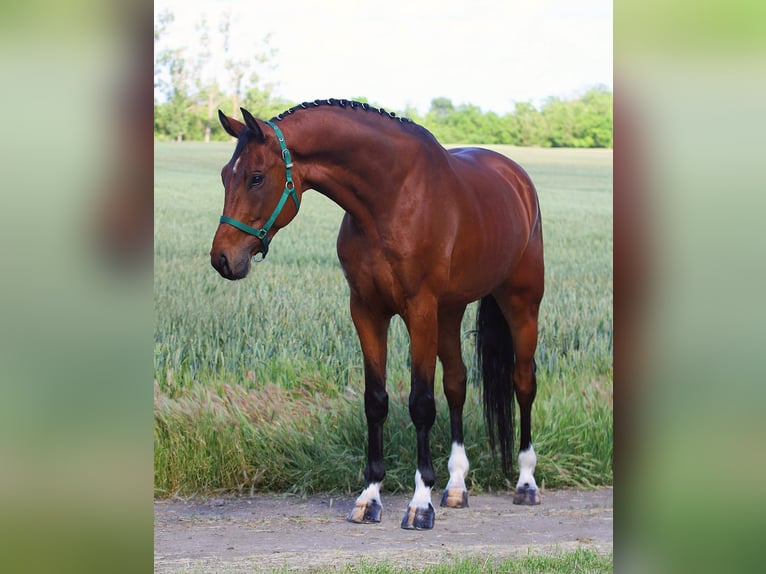 Oldenburg Gelding 6 years 16,2 hh Brown in B&#xE9;k&#xE9;sszentandr&#xE1;s