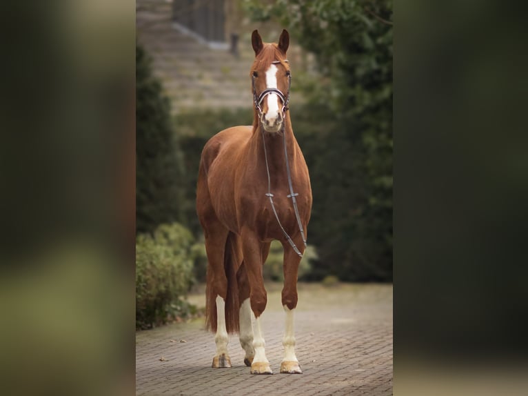 Oldenburg Gelding 6 years 16,2 hh Chestnut-Red in Gronau (Westfalen)
