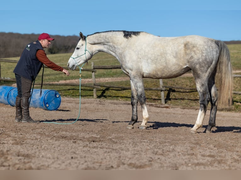 Oldenburg Gelding 6 years 16,2 hh Gray-Dapple in Geisenheim