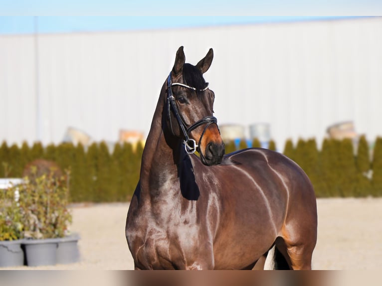 Oldenburg Gelding 6 years 16,2 hh Smoky-Black in Schwäbisch Hall