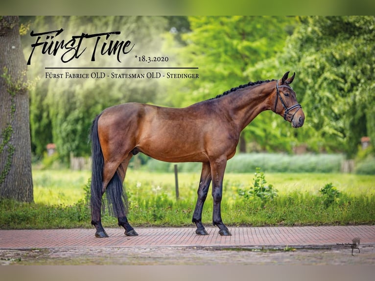 Oldenburg Gelding 6 years 16,3 hh Brown in Łęczyca