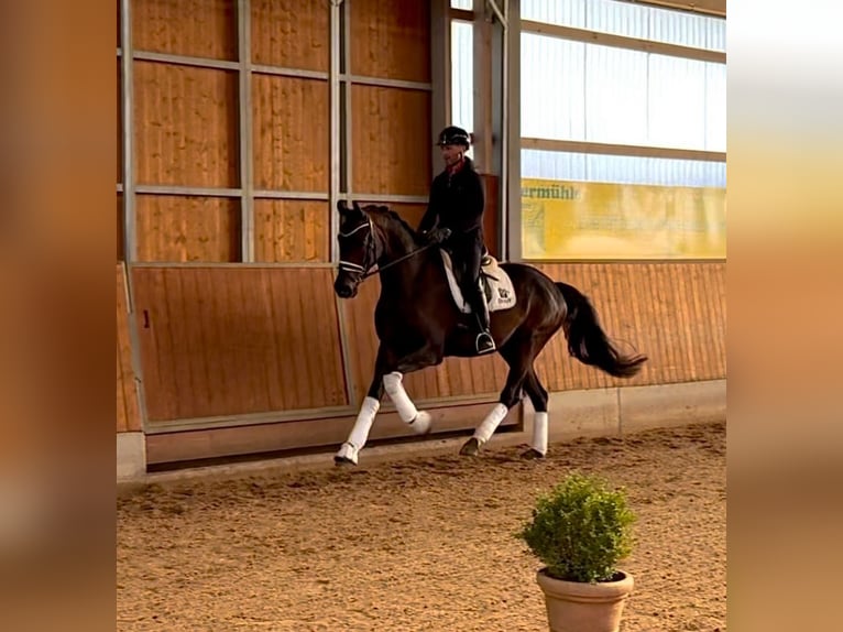 Oldenburg Gelding 6 years 16,3 hh Brown in Gleichen