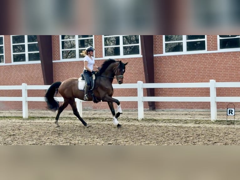 Oldenburg Gelding 6 years 16,3 hh Brown in Lilienthal
