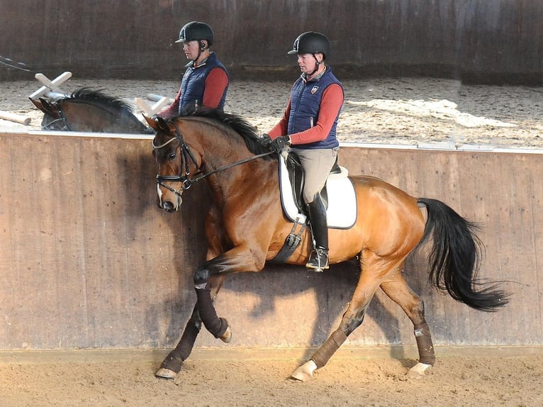 Oldenburg Gelding 6 years 16,3 hh Brown in Westertimke