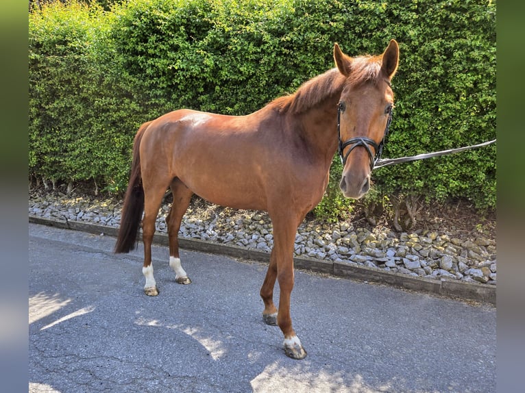 Oldenburg Gelding 6 years 16,3 hh Chestnut in Marsberg