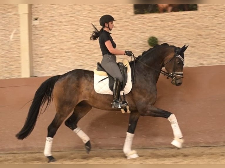 Oldenburg Gelding 6 years 17.1 hh Bay-Dark in Wehringen