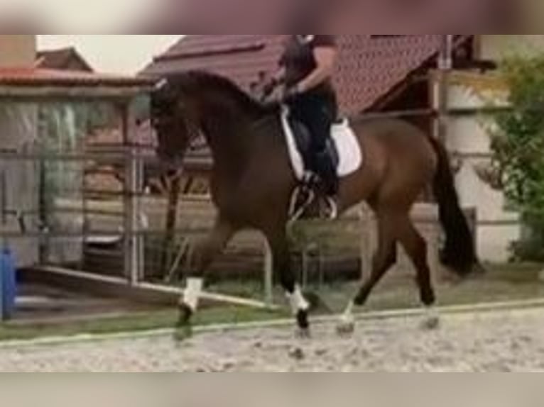 Oldenburg Gelding 6 years 17,1 hh Bay-Dark in Braunschweig