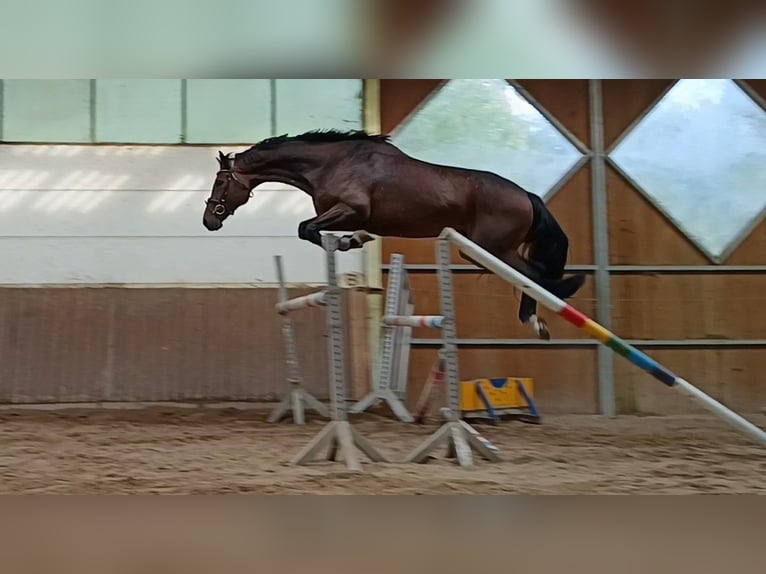 Oldenburg Gelding 6 years 17,1 hh Bay-Dark in Braunschweig