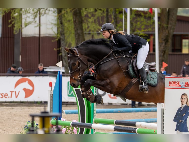 Oldenburg Gelding 6 years 17.1 hh Bay in Ventspils