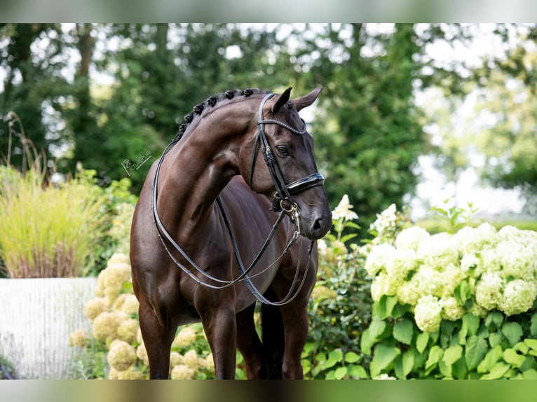 Oldenburg Gelding 6 years 17,1 hh Black in Susteren