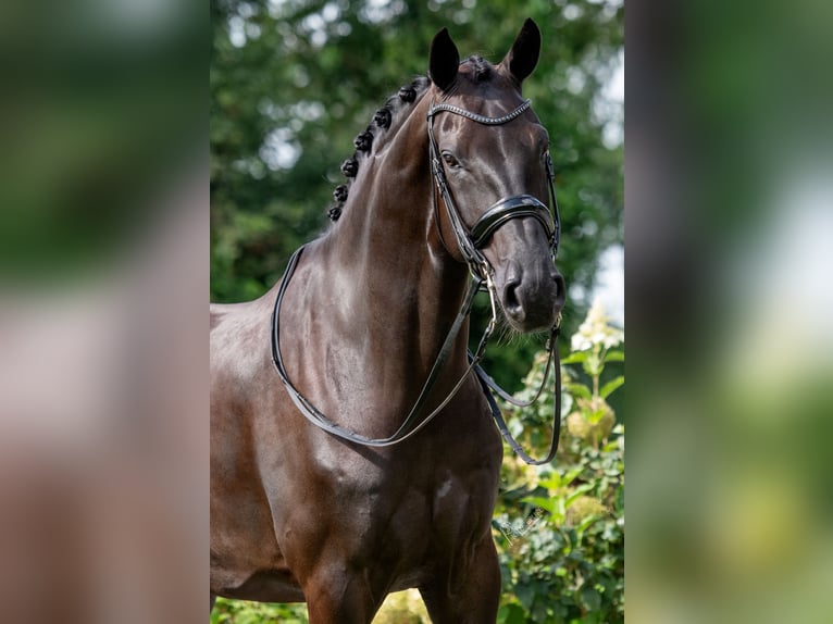 Oldenburg Gelding 6 years 17,1 hh Black in Susteren