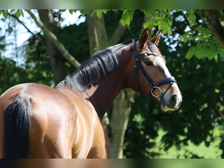 Oldenburg Gelding 6 years 17.1 hh Brown in Börrstadt