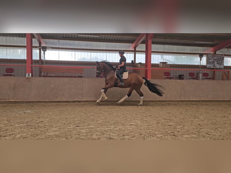 Oldenburg Gelding 6 years 17,1 hh Brown in Schwalmstadt