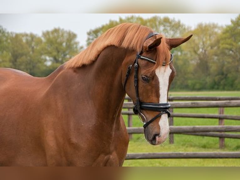 Oldenburg Gelding 6 years 17,1 hh Chestnut in Budapest