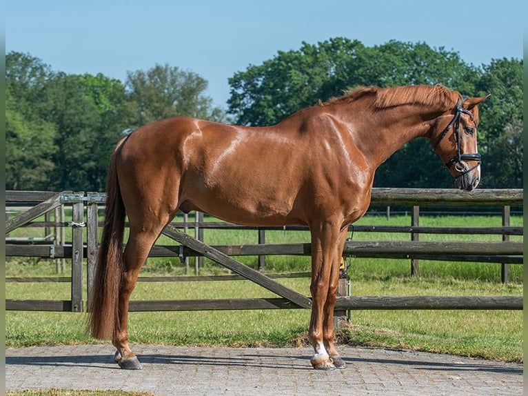 Oldenburg Gelding 6 years 17,1 hh Chestnut in Budapest