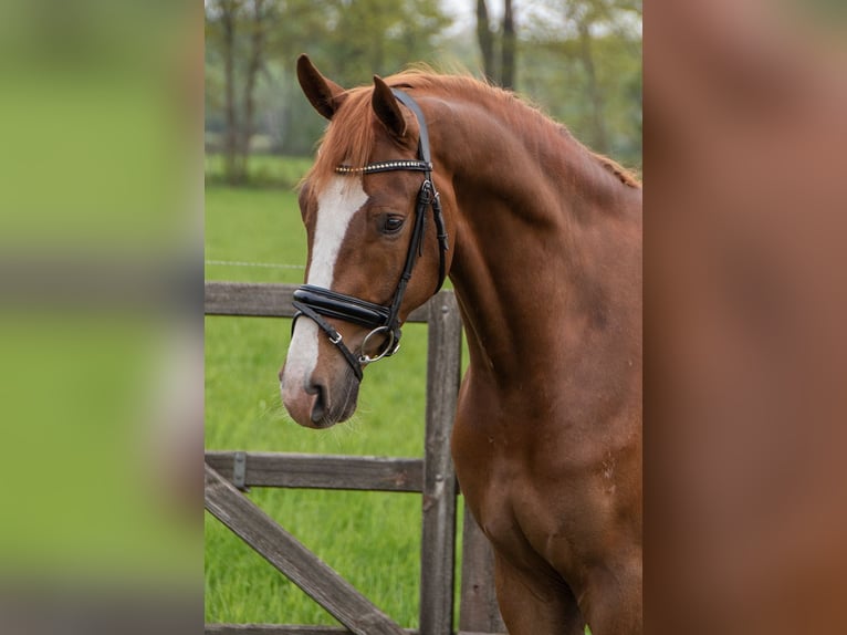 Oldenburg Gelding 6 years 17,1 hh Chestnut in Budapest