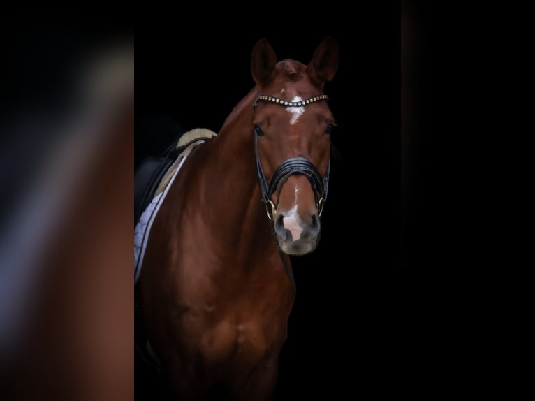 Oldenburg Gelding 6 years 17,1 hh Chestnut-Red in Roßdorf