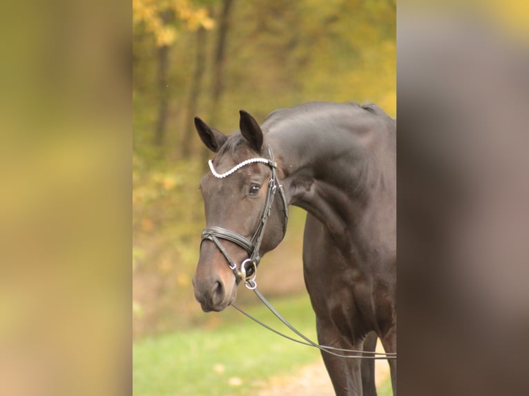 Oldenburg Gelding 6 years 17,1 hh Smoky-Black in Valluhn