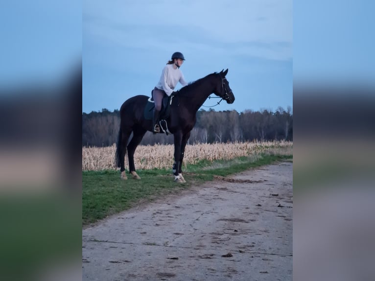 Oldenburg Gelding 6 years 17,1 hh Smoky-Black in Volkach