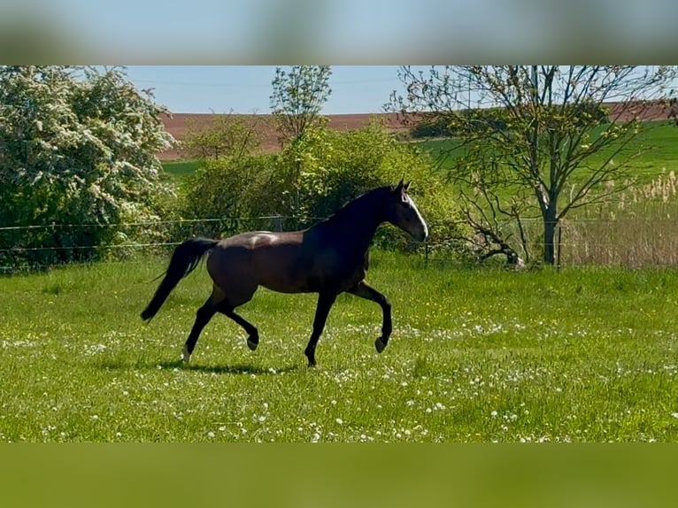 Oldenburg Gelding 6 years 17.2 hh Brown in Börrstadt