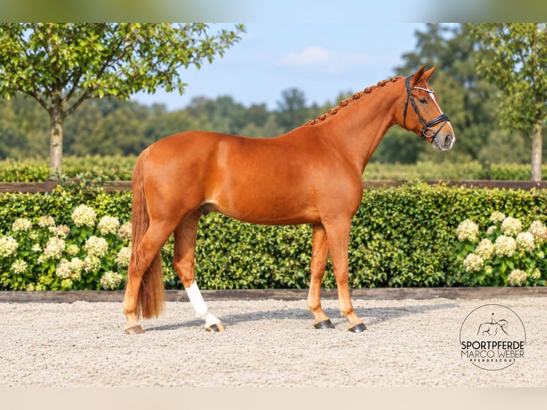 Oldenburg Gelding 6 years 17.2 hh Chestnut-Red in Löningen