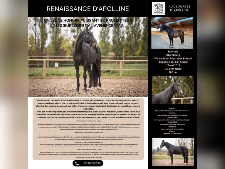 Oldenburg Gelding 6 years 17,2 hh Smoky-Black in Steinbrunn le bas