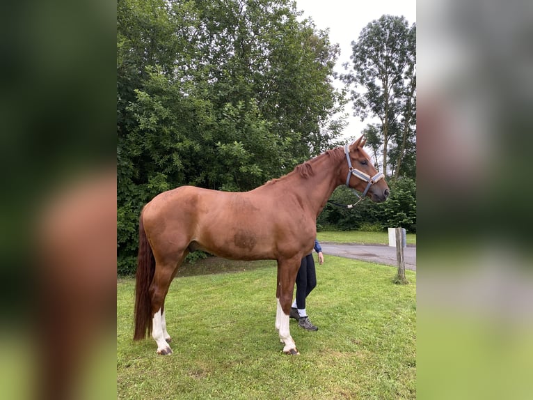 Oldenburg Gelding 6 years 17.3 hh Chestnut-Red in Barntrup