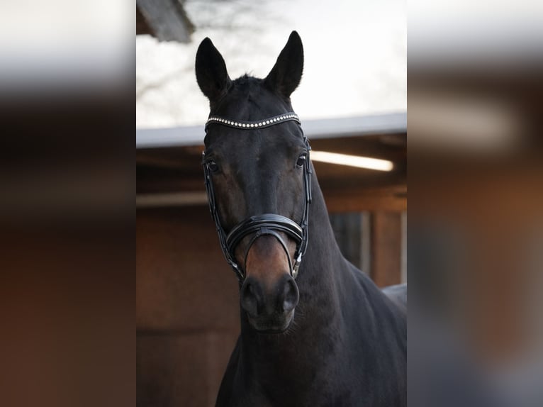 Oldenburg Gelding 6 years 17 hh Bay-Dark in Bippen