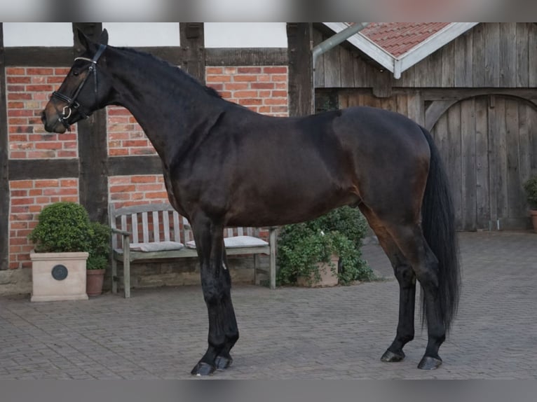Oldenburg Gelding 6 years 17 hh Bay-Dark in Bippen