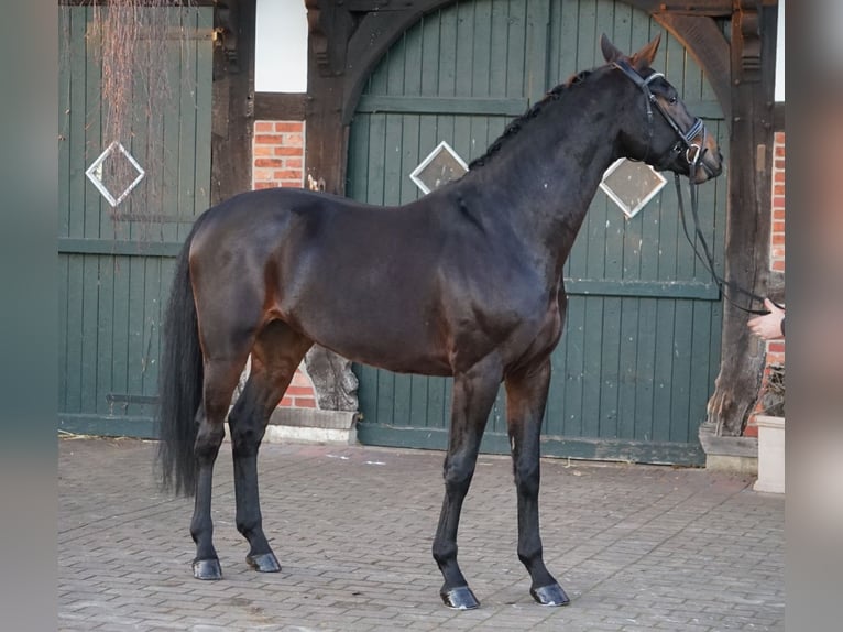 Oldenburg Gelding 6 years 17 hh Bay-Dark in Bippen