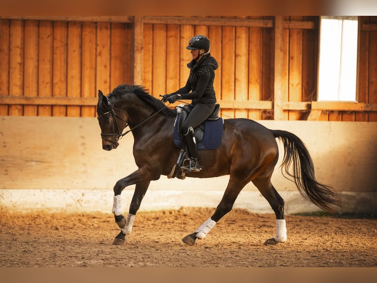 Oldenburg Gelding 6 years 17 hh Bay-Dark in Jüchen